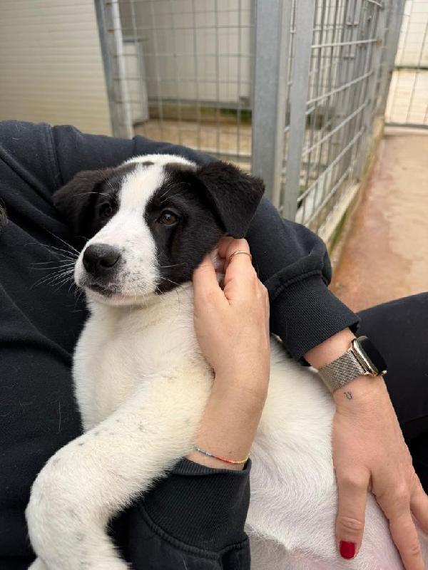 Olga splendida cucciolotta bicolore cerca famiglia Foto 2