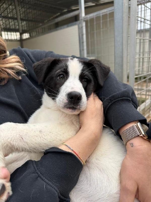 Olga splendida cucciolotta bicolore cerca famiglia Foto 3