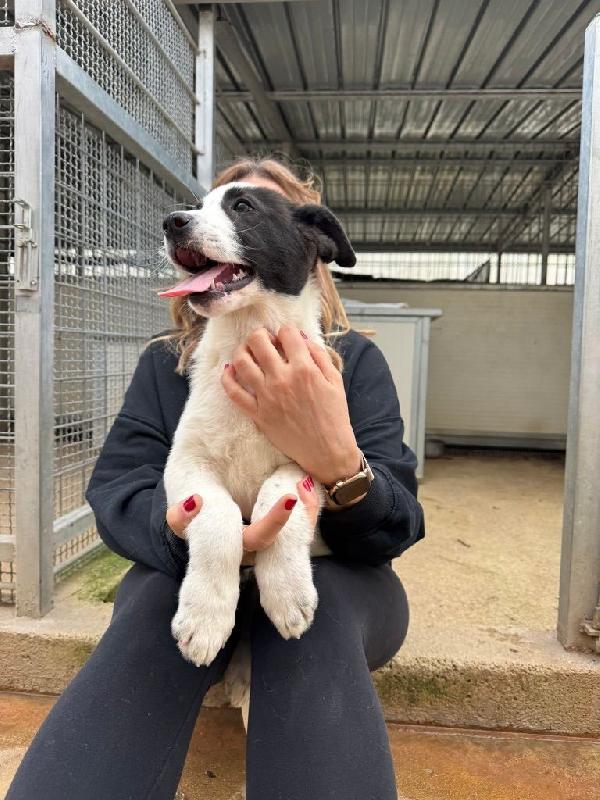 Olga splendida cucciolotta bicolore cerca famiglia Foto 4