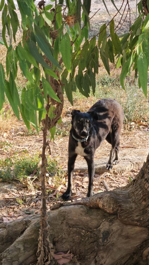 Luigi giovanotto bisognoso cerca famiglia tranquilla   Foto 2