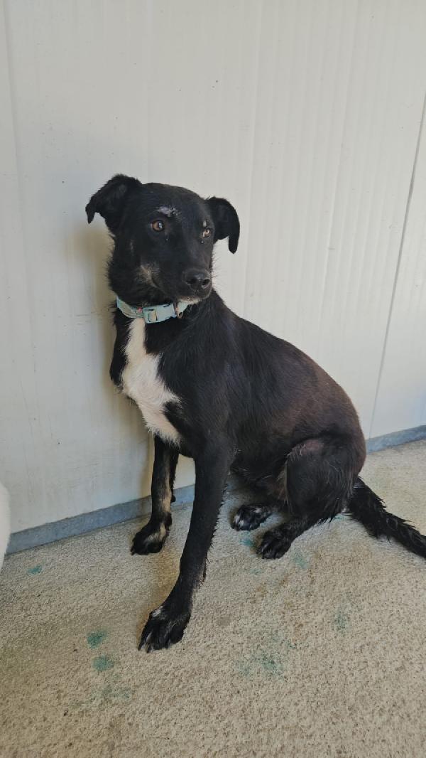 Luigi giovanotto bisognoso cerca famiglia tranquilla   Foto 3