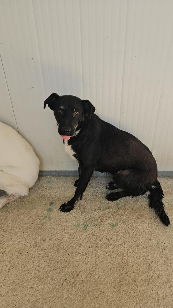 Luigi giovanotto bisognoso cerca famiglia tranquilla   Foto 5