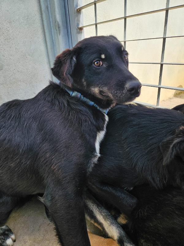 Luigi giovanotto bisognoso cerca famiglia tranquilla   Foto 6