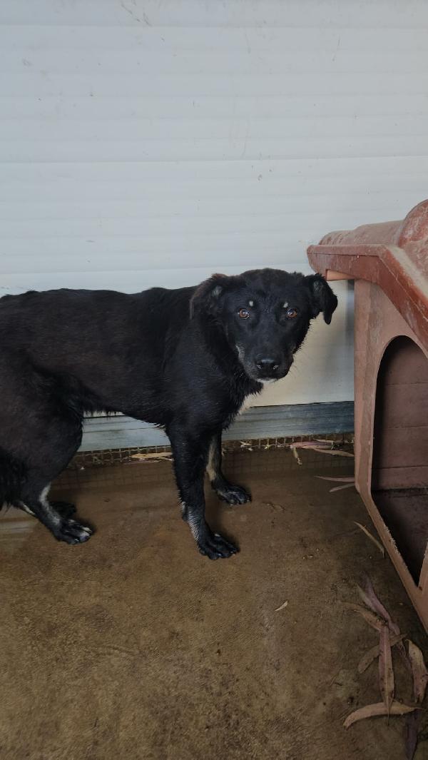 Luigi giovanotto bisognoso cerca famiglia tranquilla   Foto 7