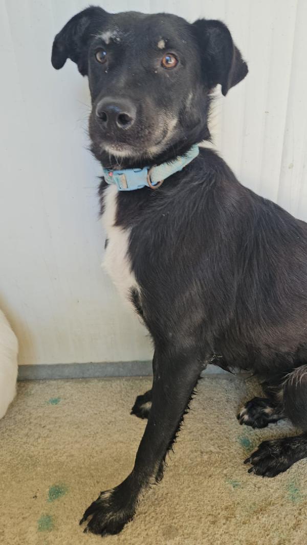 Luigi giovanotto bisognoso cerca famiglia tranquilla   Foto 8