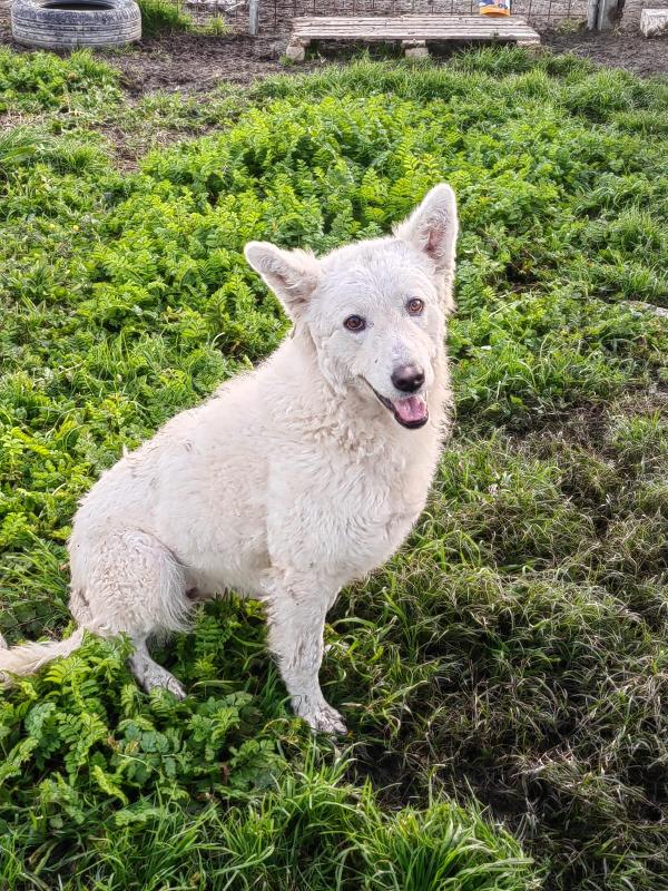 Claudia Splendida Giovanotta Simil Pastore Svizzero 
