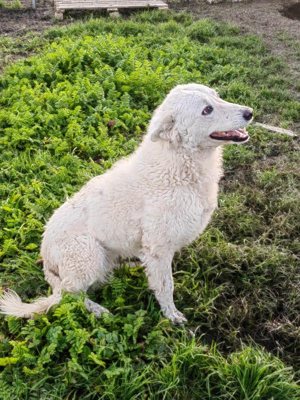 Claudia splendida giovanotta simil pastore svizzero  Foto 2