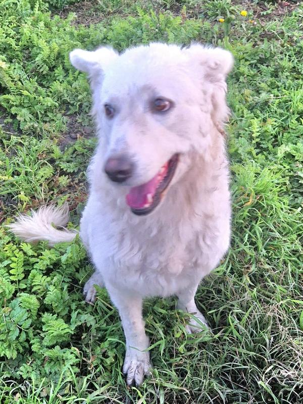 Claudia splendida giovanotta simil pastore svizzero  Foto 3