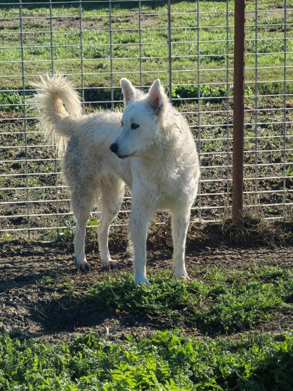 Claudia splendida giovanotta simil pastore svizzero  Foto 5