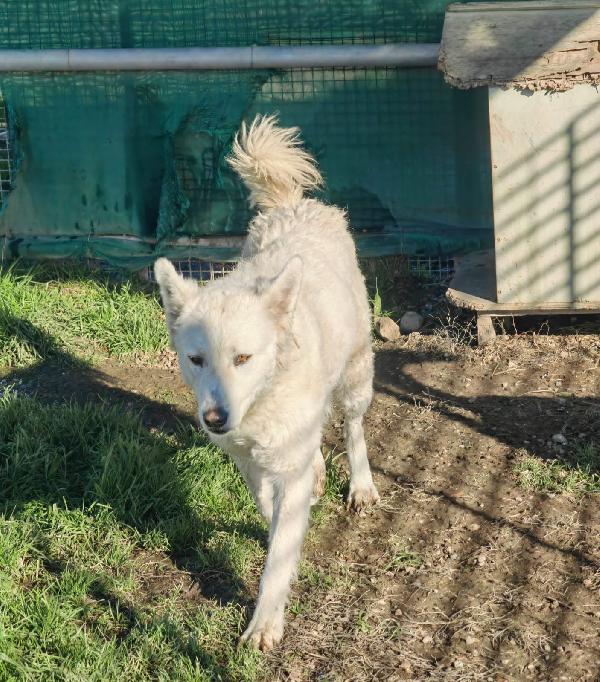 Claudia splendida giovanotta simil pastore svizzero  Foto 7