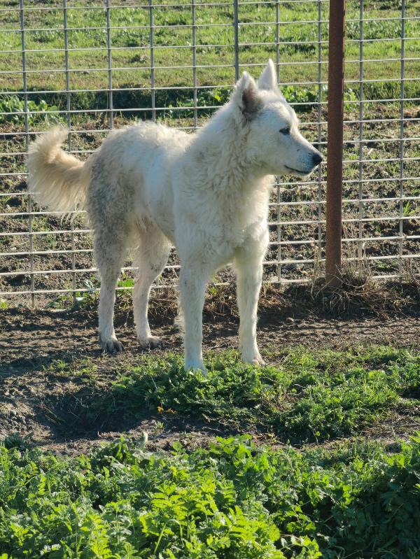 Claudia splendida giovanotta simil pastore svizzero  Foto 8