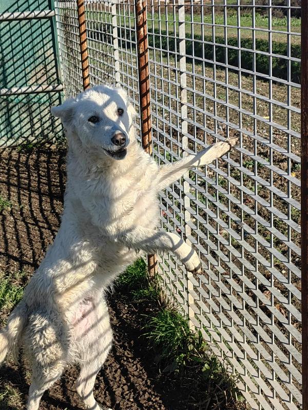 Claudia splendida giovanotta simil pastore svizzero  Foto 9