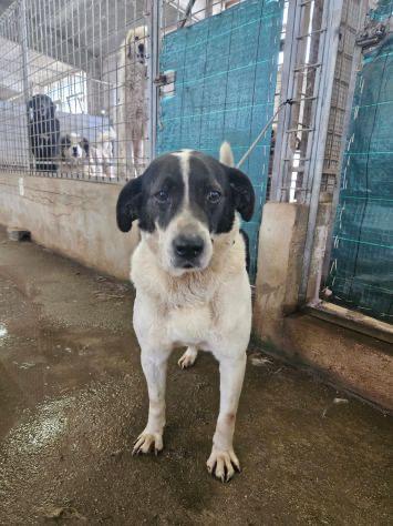 Coffee Buono Cagnolone In Canile Cerca Casa