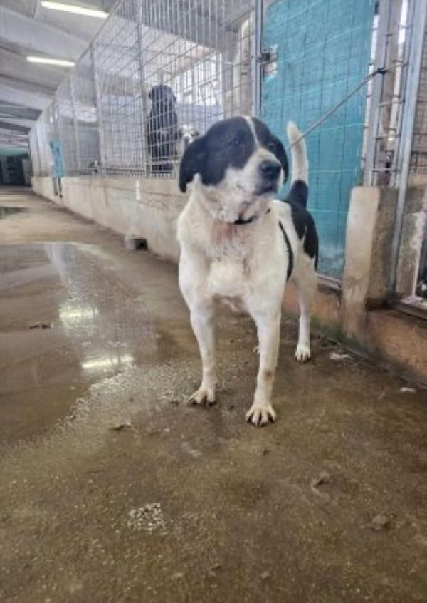 Coffee buono Cagnolone in canile cerca casa Foto 2