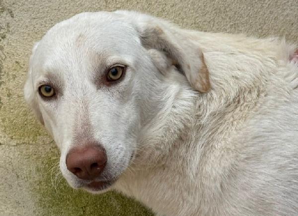 Chiara: 1 anno, socievole ed equilibrata Foto 6