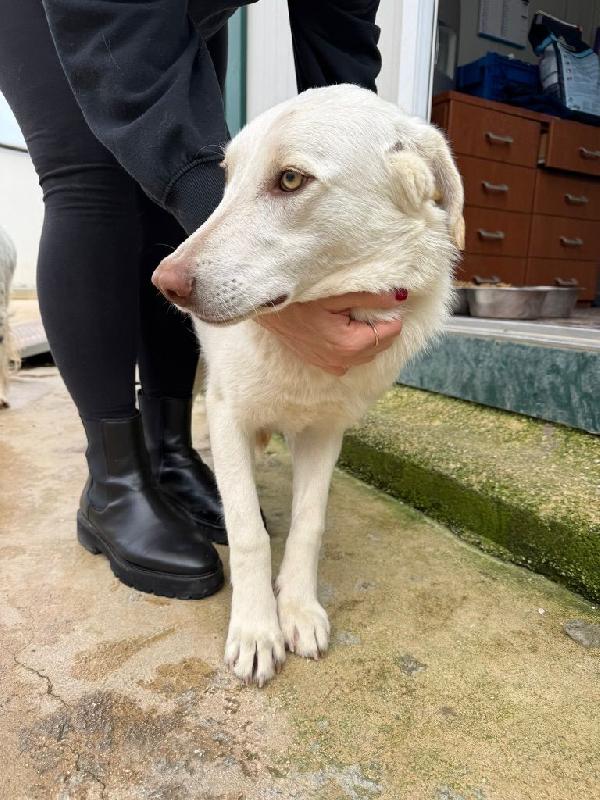 Chiara: 1 anno, socievole ed equilibrata Foto 8