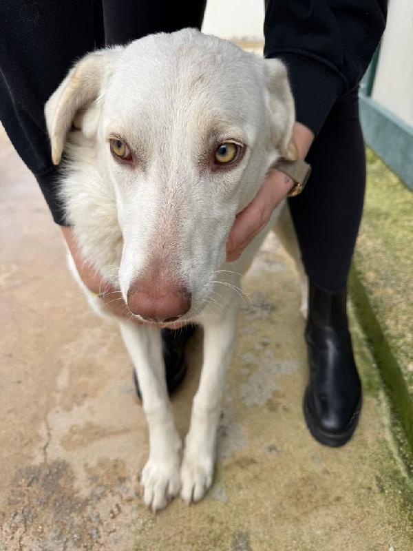 Chiara: 1 anno, socievole ed equilibrata Foto 9