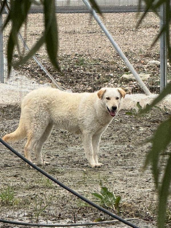 Micky: 1 anno, socievole ed equilibrata Foto 7