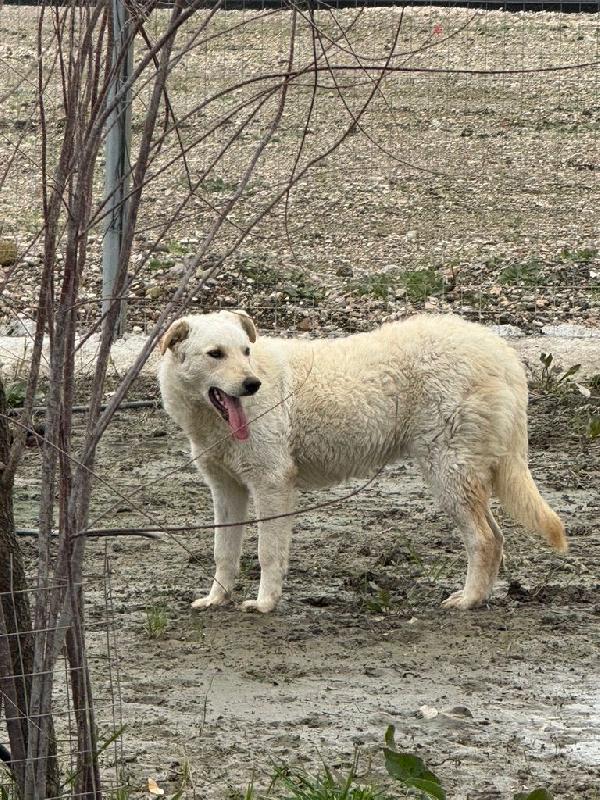 Micky: 1 anno, socievole ed equilibrata Foto 8