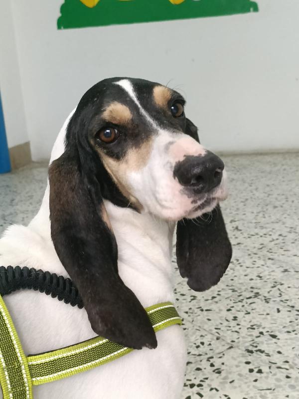 Segugia 5 Anni 20 Kg