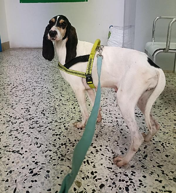 Segugia 5 anni 20 kg Foto 2