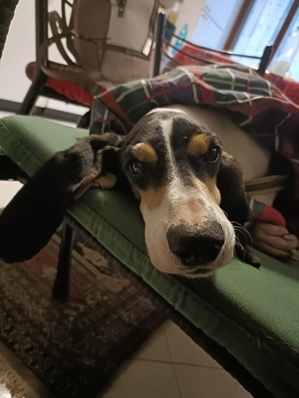 Segugia 5 anni 20 kg Foto 3