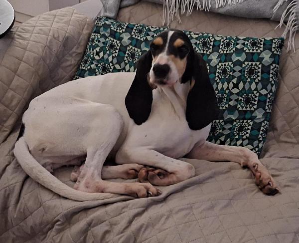 Segugia 5 anni 20 kg Foto 4