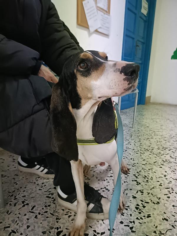Segugia 5 anni 20 kg Foto 5