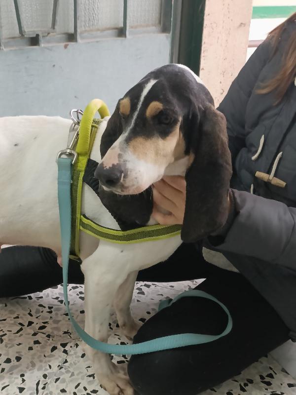 Segugia 5 anni 20 kg Foto 6