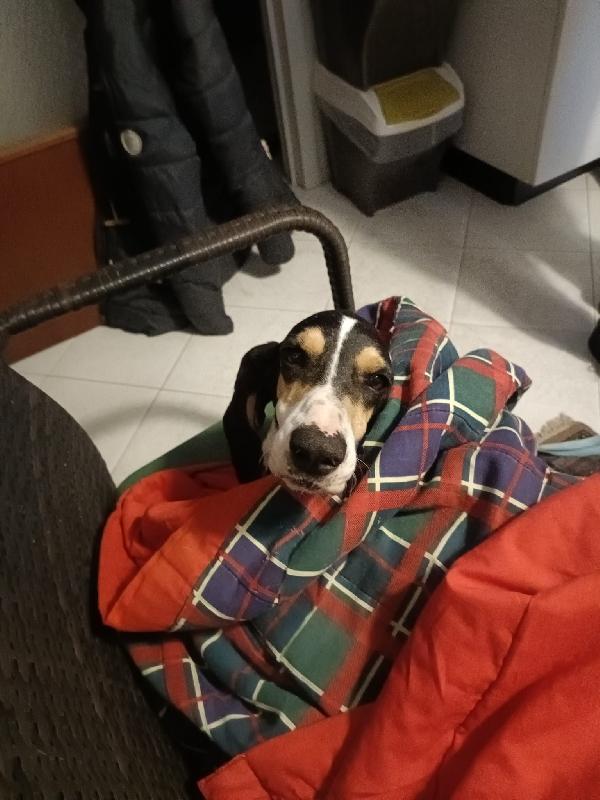 Segugia 5 anni 20 kg Foto 7