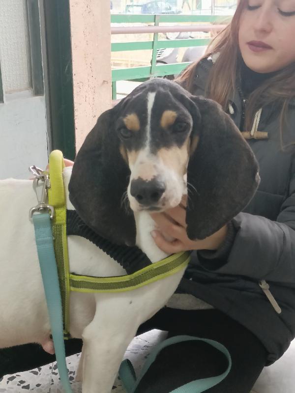 Segugia 5 anni 20 kg Foto 8