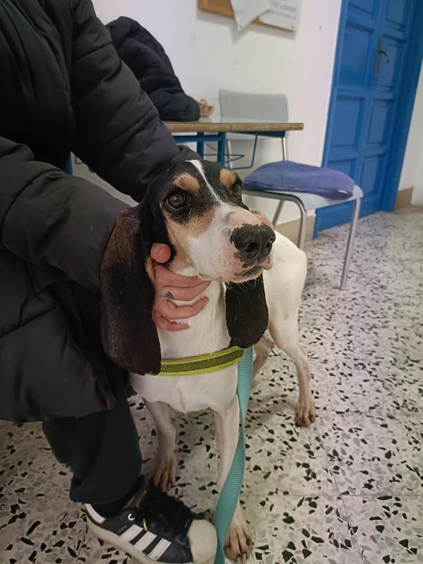 Segugia 5 anni 20 kg Foto 10