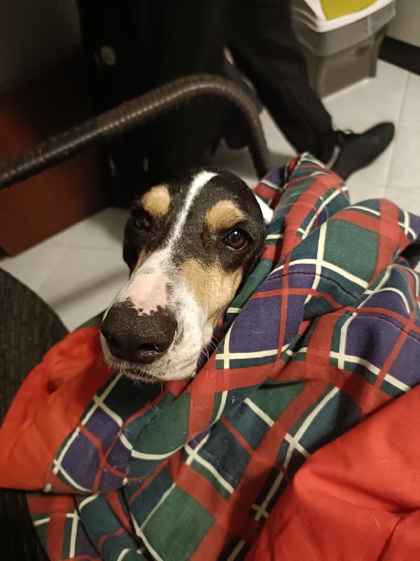 Segugia 5 anni 20 kg Foto 11