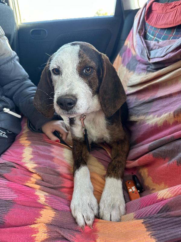 Mix Segugio Maremmano 11 Mesi 