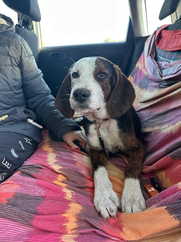 Mix segugio maremmano 11 mesi  Foto 3