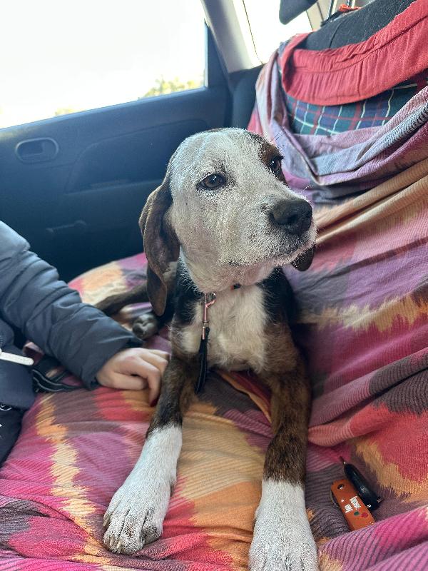 Mix segugio maremmano 11 mesi  Foto 4