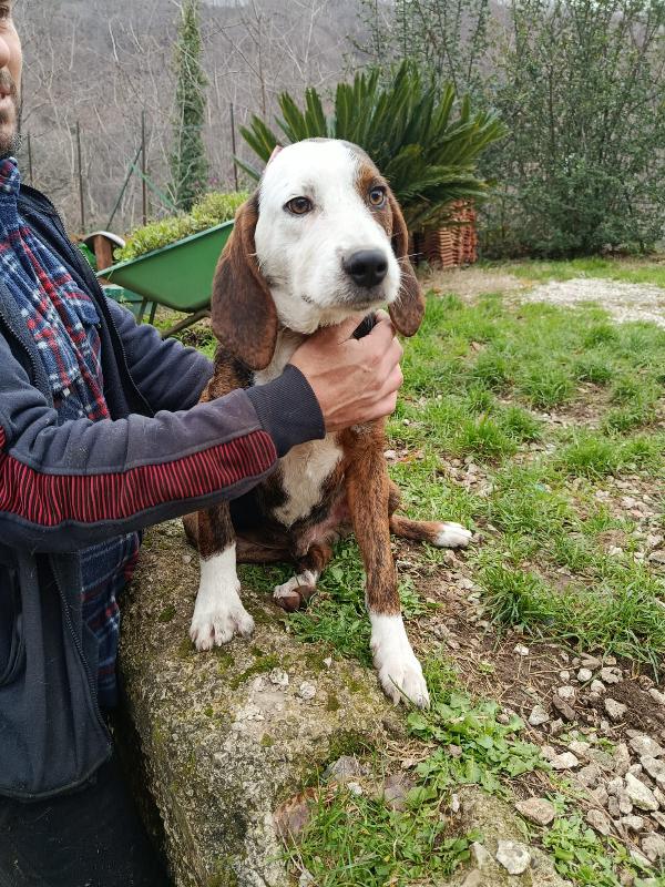 Mix segugio maremmano 11 mesi  Foto 5