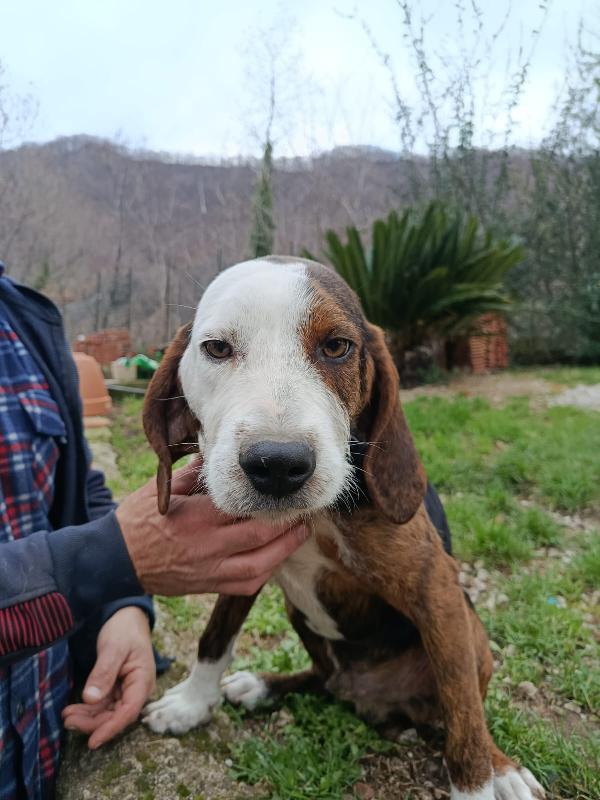 Mix segugio maremmano 11 mesi  Foto 7