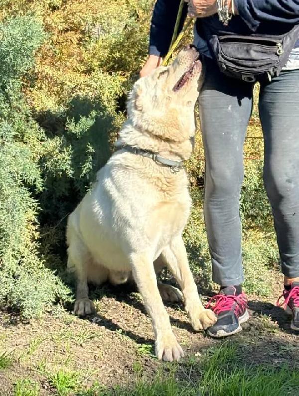 Rocco splendido pastore dell’Asia Centrale  Foto 4