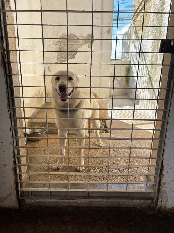 Rocco splendido pastore dell’Asia Centrale  Foto 3