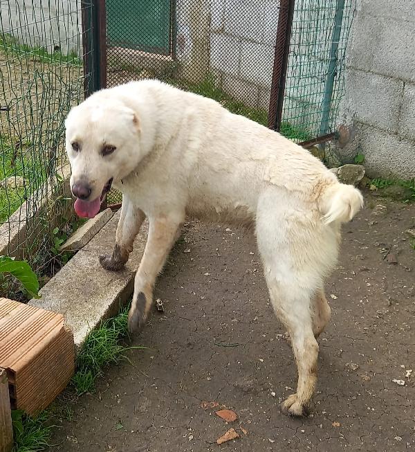 Rocco splendido pastore dell’Asia Centrale  Foto 5