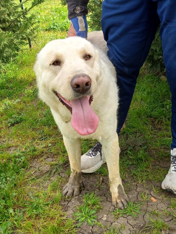 Rocco splendido pastore dell’Asia Centrale  Foto 6