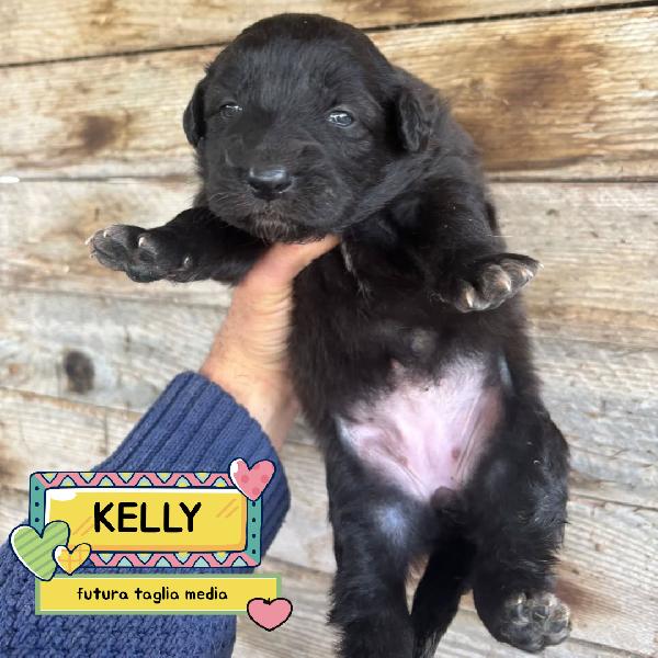 Kelly Dolce Cucciola Futura Taglia Media Cerca Casa - In Adozione