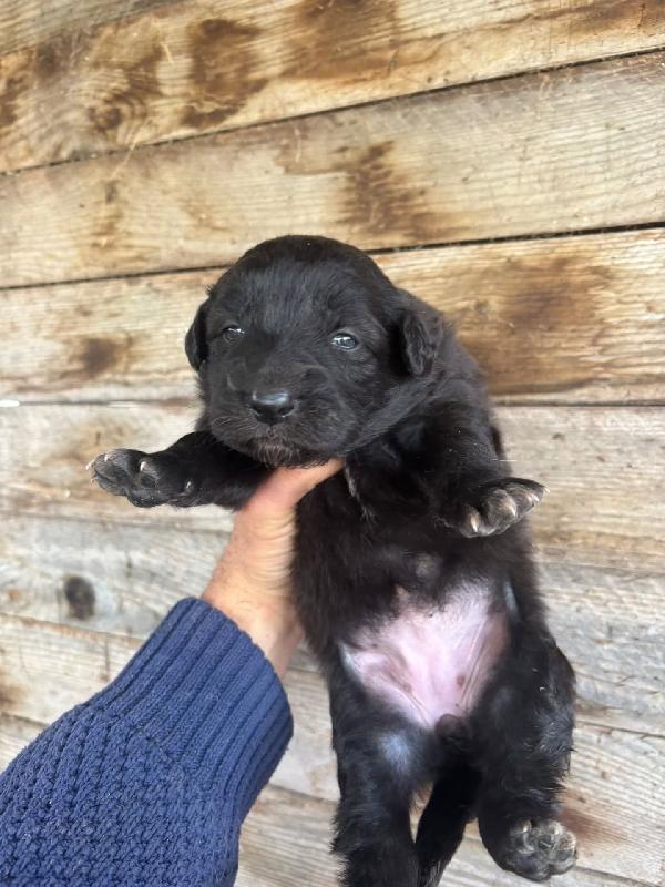 KELLY dolce cucciola futura taglia media cerca casa - in adozione Foto 2