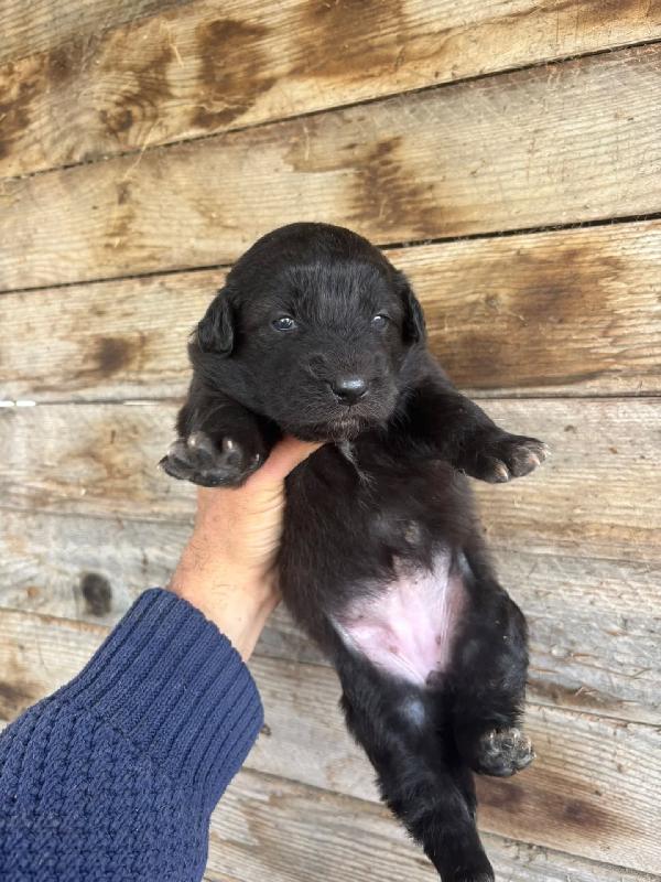 KELLY dolce cucciola futura taglia media cerca casa - in adozione Foto 3