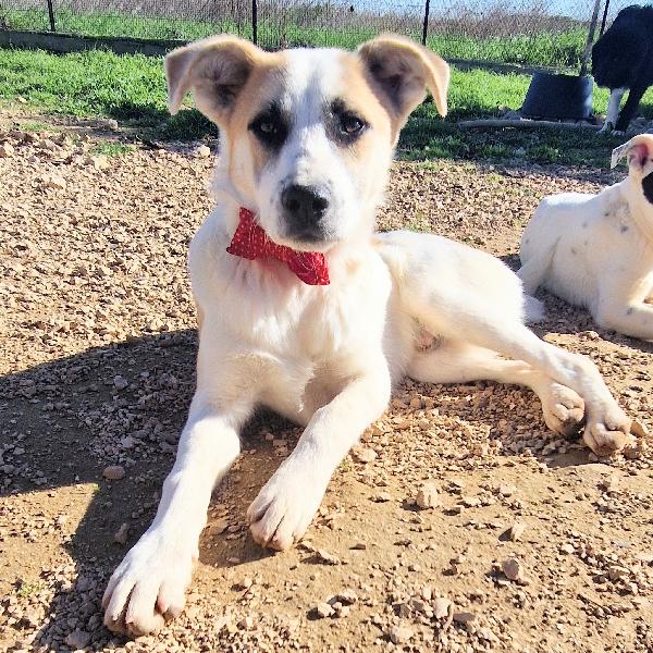 SIMON,NESSUNO CHIEDE DI TE.ADOTTABILE IN TUTTA ITALIA! Foto 2