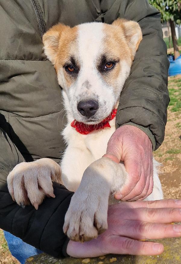 SIMON,NESSUNO CHIEDE DI TE.ADOTTABILE IN TUTTA ITALIA! Foto 4