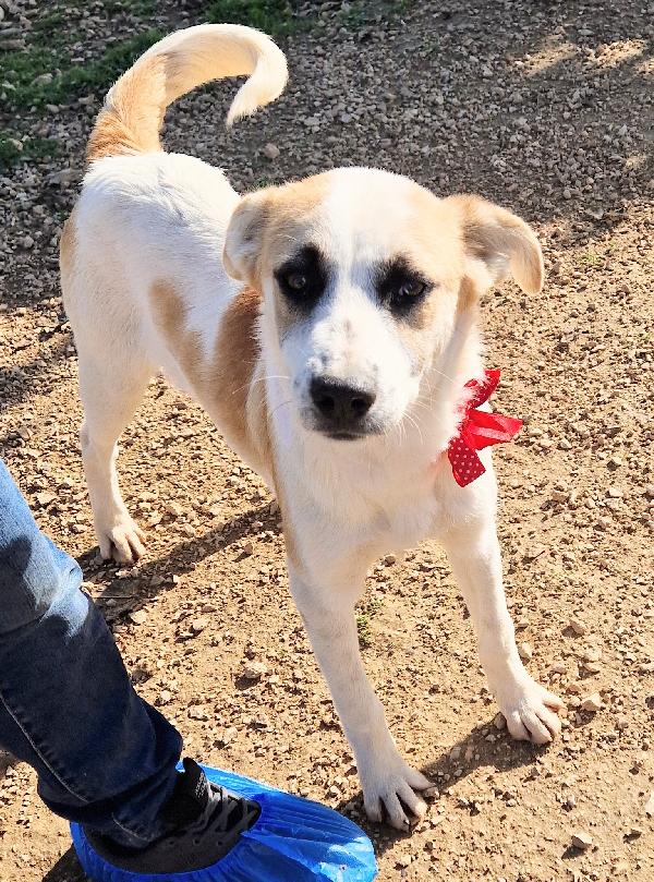 SIMON,NESSUNO CHIEDE DI TE.ADOTTABILE IN TUTTA ITALIA! Foto 7