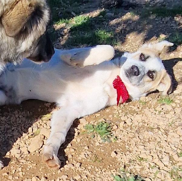 SIMON,NESSUNO CHIEDE DI TE.ADOTTABILE IN TUTTA ITALIA! Foto 8