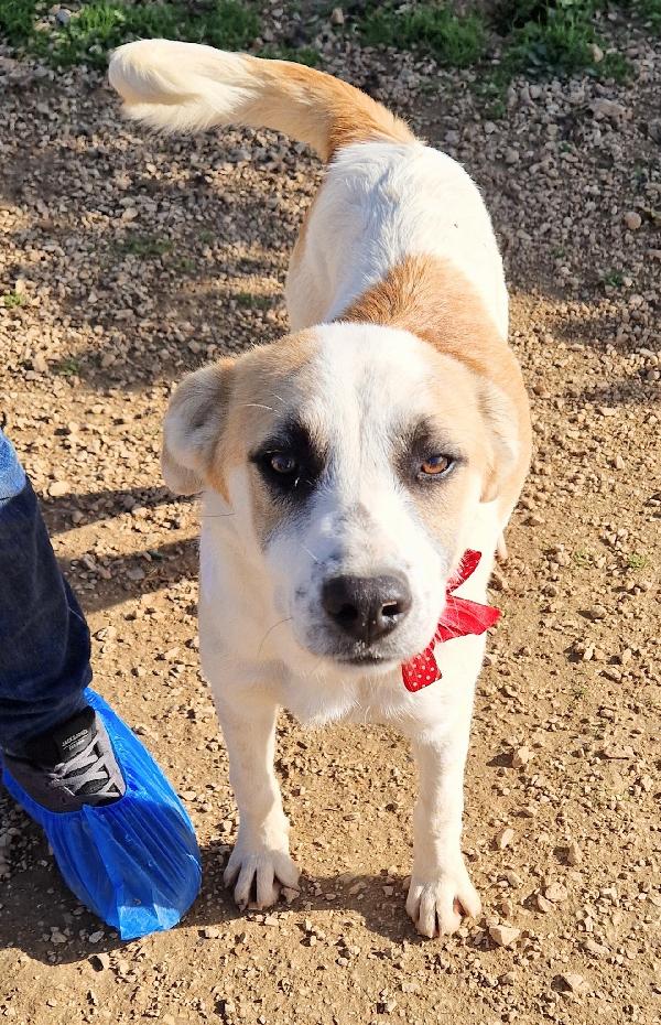 SIMON,NESSUNO CHIEDE DI TE.ADOTTABILE IN TUTTA ITALIA! Foto 9